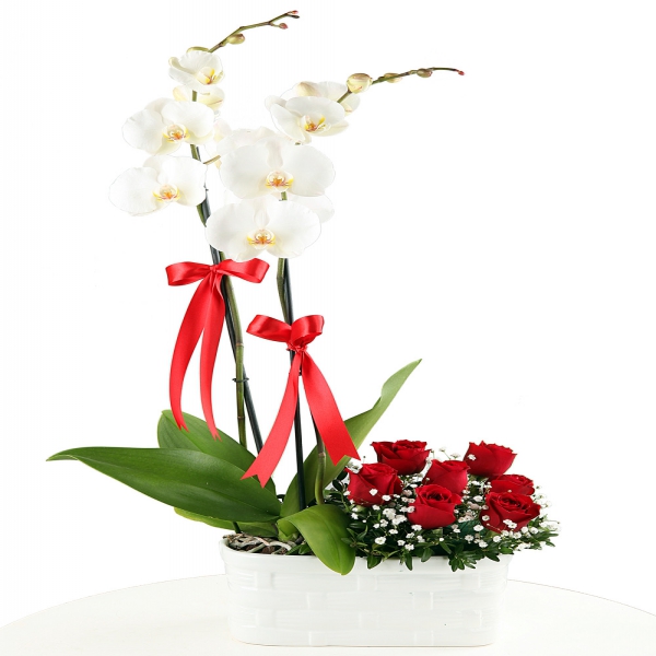  Kemer Blumen Orchideen & 7 Rosen in Vase
