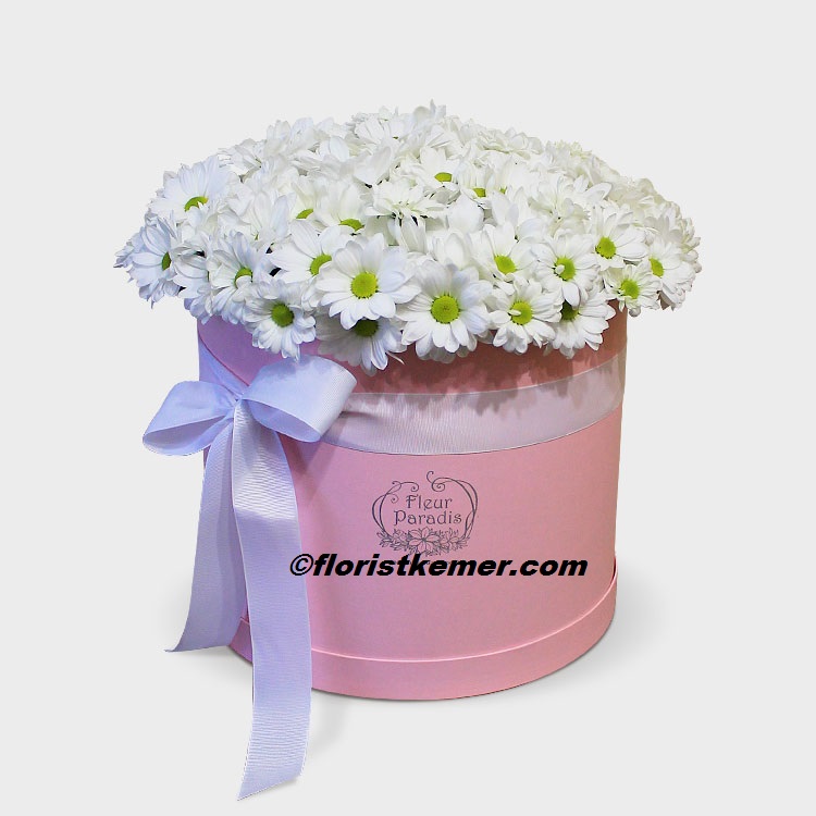  Kemer Blumenbestellung Chrysanthemums in Pink Box